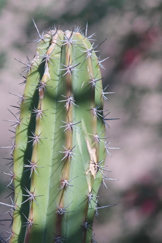 Fuji-X-E2-Fujinon-200mm-F4.5-SLR-Lens-Fotodiox-Adapter-Cactus-2