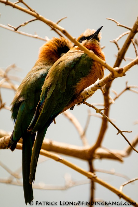 Fuji-X-T1-XF-100-400mm-f4.5-5.6-R-LM-OIS-WR-Lens-Bronx-Zoo-Bird-12