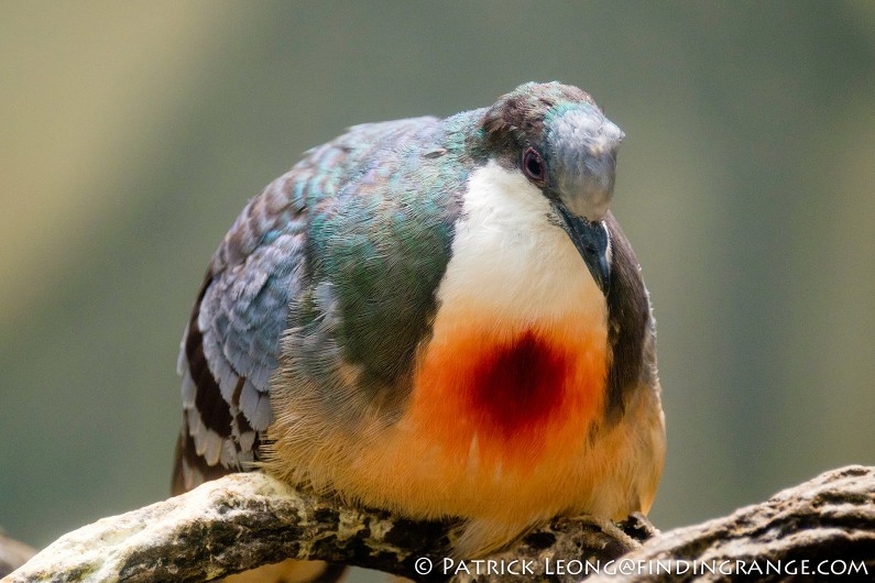 Fuji-X-T1-XF-100-400mm-f4.5-5.6-R-LM-OIS-WR-Lens-Bronx-Zoo-Bird-2