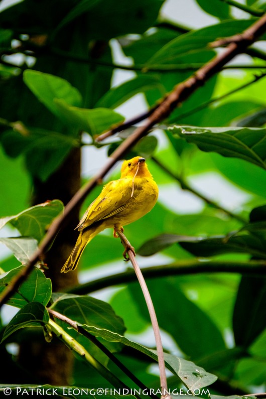 Fuji-X-T1-XF-100-400mm-f4.5-5.6-R-LM-OIS-WR-Lens-Bronx-Zoo-Bird-3