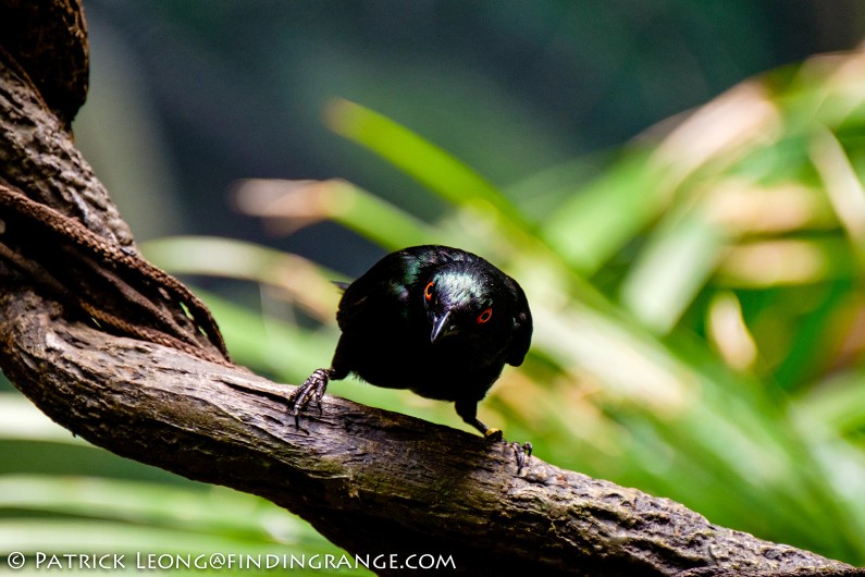 Fuji-X-T1-XF-100-400mm-f4.5-5.6-R-LM-OIS-WR-Lens-Bronx-Zoo-Bird-7