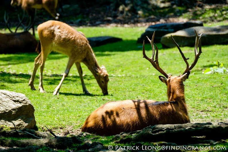 Fuji-X-T1-XF-100-400mm-f4.5-5.6-R-LM-OIS-WR-Lens-Bronx-Zoo-Deer-2