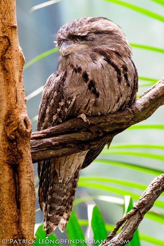 Fuji-X-T1-XF-100-400mm-f4.5-5.6-R-LM-OIS-WR-Lens-Bronx-Zoo-Owl