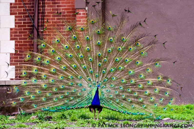 Fuji-X-T1-XF-100-400mm-f4.5-5.6-R-LM-OIS-WR-Lens-Bronx-Zoo-Peacock