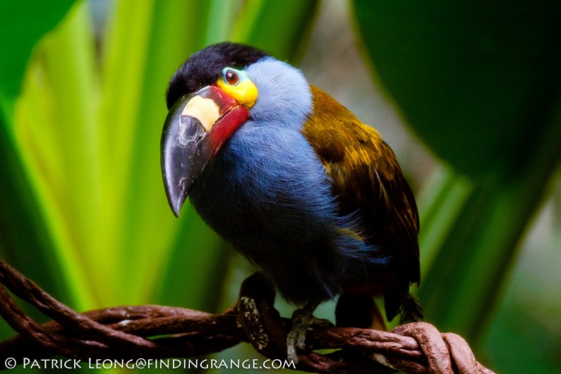 Fuji-X-T1-XF-100-400mm-f4.5-5.6-R-LM-OIS-WR-Lens-Bronx-Zoo-Toucan