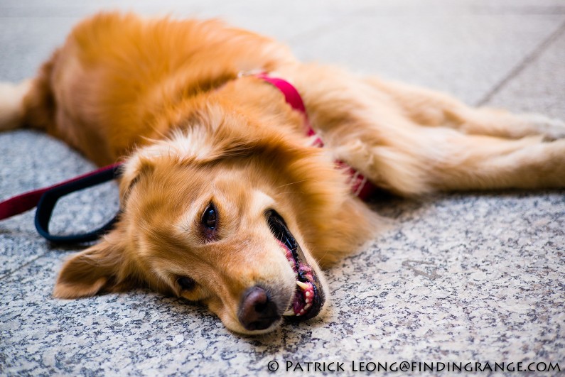 Leica-M-Typ-240-50mm-Summarit-M-f2.4-Golden-Retriever-Dog