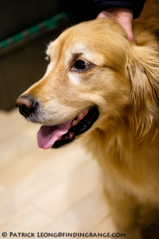 Fuji-X-T20-XF-50mm-f2-R-WR-lens-Golden-Retriever-Dog