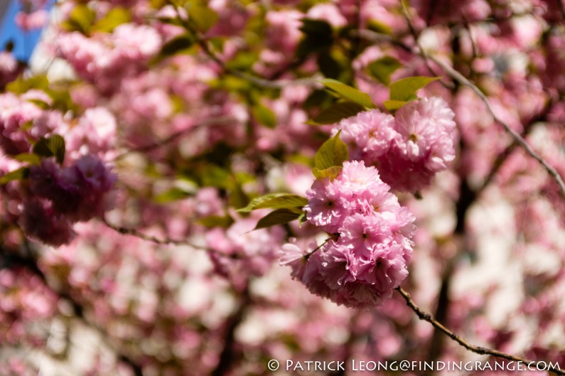 Fuji-X100F-TCL-X100-II-Flower-Bokeh