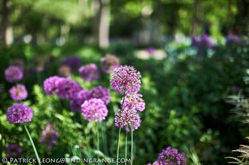 Fuji-X-T2-Mitakon-35mm-f0.95-Speedmaster-Mark-II-Flowers