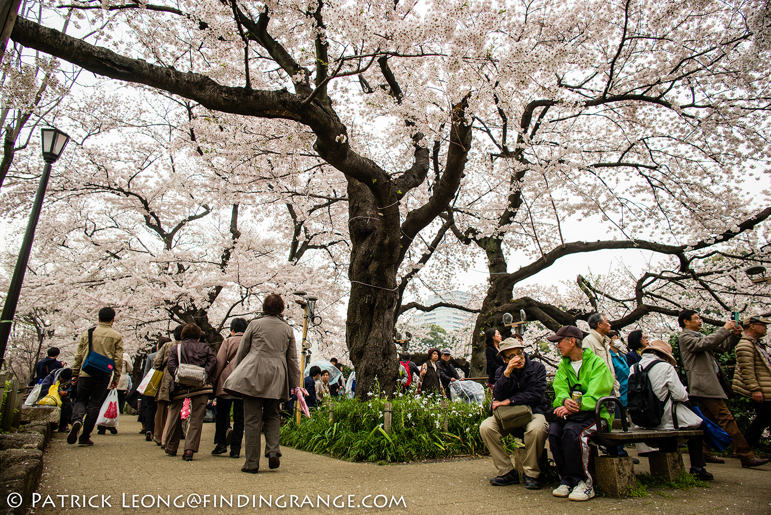 Cherry Blossom Season: Kitanomaru Park Tokyo Japan