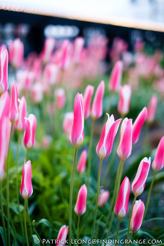 XF-35mm-F1.4-R-Lens-Flower-Bokeh-1