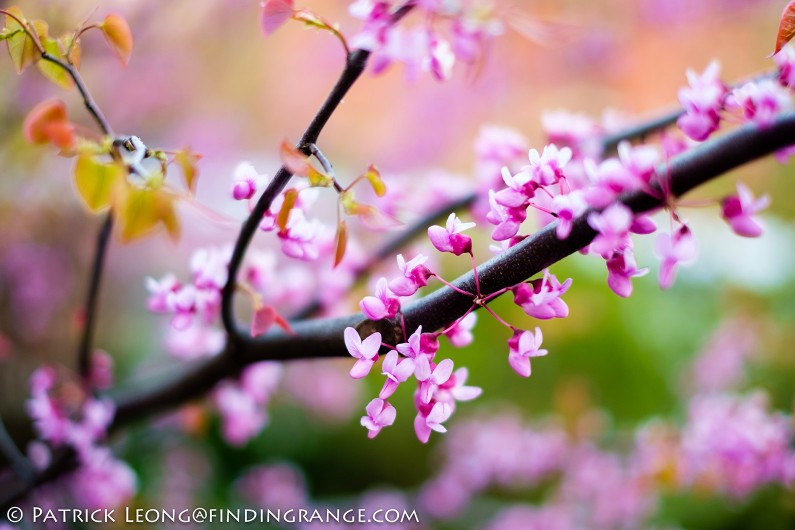 XF-35mm-F1.4-R-Lens-Flower-Bokeh-2