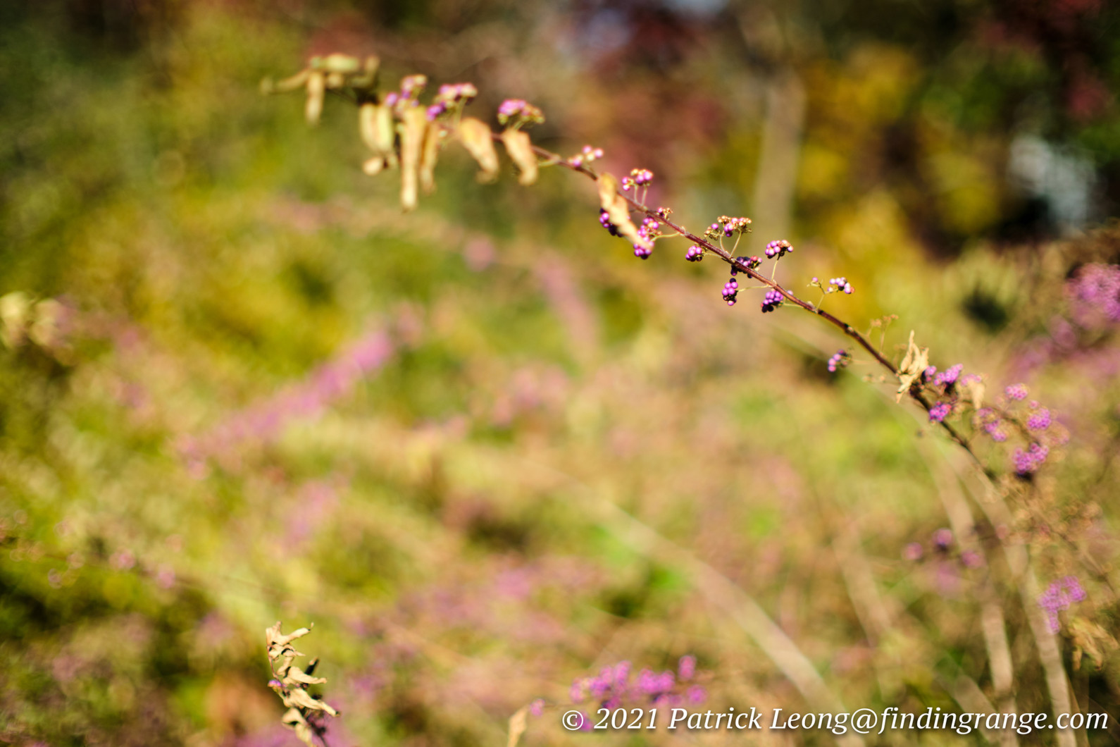 7artisans Photoelectric 35mm F0 95 First Impressions Finding Range